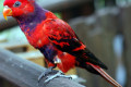 Violet-necked-Lory-Eos-squamata-2-2010