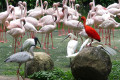 Wetland-Birds-2010