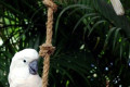 White-Cockatoo-Cacatua-alba-2010