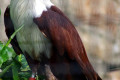 White-bellied-Sea-Eagle-Haliaeetus-leucogaster-2010