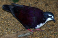 White-bibbed-Ground-dove-Gallicolumba-jobiensis-JBP-SG-2011