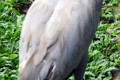 White-naped-Crane-Grus-vipio-1-2010
