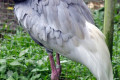 White-naped-Crane-Grus-vipio-2-2010