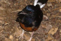 White-rumped-Shama-Burung-Murai-Batu-Copsychus-malabaricus-JBP-SG-2011
