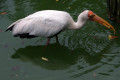 Yellow-billed-Stork-Mycteria-ibis-1-JBP-SG-2011