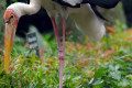 Yellow-billed-Stork-Mycteria-ibis-2-2010