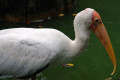 Yellow-billed-Stork-Mycteria-ibis-2-JBP-SG-2011