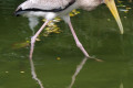 Yellow-billed-Stork-Mycteria-ibis-3-Juvenile-JBP-SG-2011