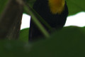 Yellow-hooded-Blackbird-Burung-Hitam-Berhud-Kuning-Chrysomus-icterocephalus-1-JBP-SG-2011