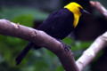 Yellow-hooded-Blackbird-Burung-Hitam-Berhud-Kuning-Chrysomus-icterocephalus-2-JBP-SG-2011