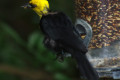 Yellow-hooded-Blackbird-Burung-Hitam-Berhud-Kuning-Chrysomus-icterocephalus-3-moulting-JBP-SG-2011
