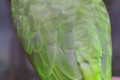 Yellow-naped-Amazon-Amazona-auropalliata-2010