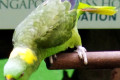 Yellow-naped-Amazon-Parrot-Amazona-o.-auropalliata-named-Amigo-the-multi-lingual-singing-parrot-2-2010