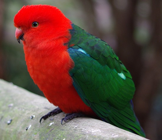 Australian-King-Parrot-Alisterus-scapularis-1-Male-Ballarat-Bird-World-VIC