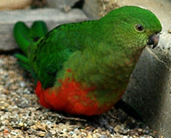 Australian-King-Parrot-Alisterus-scapularis-3-Female-Ballarat-Bird-World-VIC