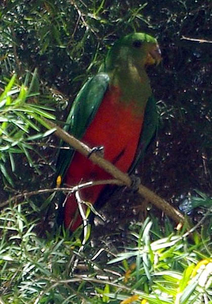 Australian-King-Parrot-or-Southern-King-Parrot-or-King-Lory-Alisterus-scapularis-female-1-Wellington-NSW