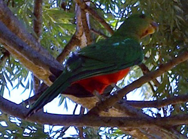 Australian-King-Parrot-or-Southern-King-Parrot-or-King-Lory-Alisterus-scapularis-female-2-Wellington-NSW