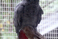 African-Grey-Parrot-Melbourne-Zoo