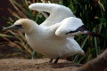 Australasian-Gannet-Morus-serrator-or-Sula-bassana-Australian-Gannet-Takapu-1-Melb-Zoo-VIC