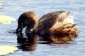 Australasian-Little-Grebe-Dabchick-Diver-Tachybaptus-novaehollandiae-1-Buckleys-Hole-Bribie-Is-Qld