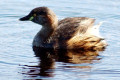 Australasian-Little-Grebe-Dabchick-Diver-Tachybaptus-novaehollandiae-2-Buckleys-Hole-Bribie-Is-Qld