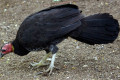 Australian-Brush-turkey-Alectura-lathami-Scrub-Turkey-Bush-Turkey-2-Kyabram-Fauna-Park-VIC