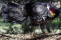 Australian-Brush-turkey-Alectura-lathami-Scrub-Turkey-Bush-Turkey-3-KFP-VIC