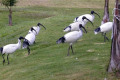 Australian-Ibis-1-Bribie-Is-QLD