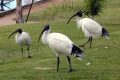 Australian-Ibis-2-Bribie-Is-QLD
