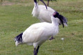 Australian-Ibis-3-Bribie-Is-QLD