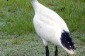 Australian-Ibis-Threskiornis-molucca-Gold-Coast-QLD