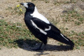 Australian-Magpie