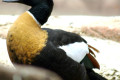 Australian-Shelduck-Tadorna-tadornoides-Male-1-Zoo-Doo-TAS