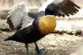 Australian-Shelduck-Tadorna-tadornoides-Male-12-Zoo-Doo-TAS