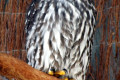 Barking-Owl-Ninox-connivens-Winking-Owl-Kyabram-Fauna-Park-VIC