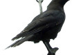Black-Currawong-Black-Jay-Strepera-fuliginosa-Cradle-Mt-TAS