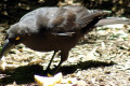 Black-Currawong-Strepera-fuliginosa-1-Arthur-River-TAS