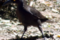 Black-Currawong-Strepera-fuliginosa-2-Arthur-River-TAS