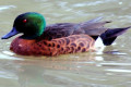 Chestnut-Teal-Anas-castanea-2-Male-Kyabram-Fauna-Park-VIC