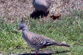 Crested-Pigeons-Gold-Coast-QLD