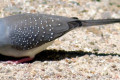 Diamond-Dove-Geopelia-cuneata-1-Wagga-Zoo-NSW