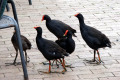 Dusky-Moorhens-at-cafe-Melbourne-Zoo