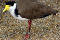 Masked-Lapwing-Vanellus-miles-Masked-Plover-Kyabram-Fauna-Park-VIC