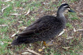 Pacific-Black-Duck-2-Swan-Hill-VIC