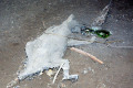 25-Mummified-marsupial-on-chamber-floor