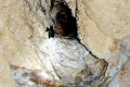 33-A-dead-bat-in-an-aven-in-cave-ceiling