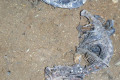 41-Remains-of-a-turtle-and-an-unidentified-small-marsupial