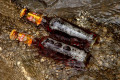 035-TR-couple-of-browns-in-Quality-Creek