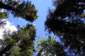 038-TR-Quality-Creek-treetops1