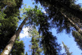 039-TR-Quality-Creek-treetops2